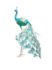 Picture of Peacock