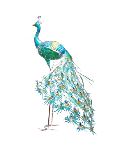 Picture of Peacock