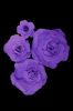 Picture of FL0745 - Foam Rose 4Pc Set - 8", 12", 15" & 20"  to Create Flower Walls