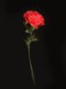 Picture of SFCL006 - 7" Silk Roses with Wire Stem